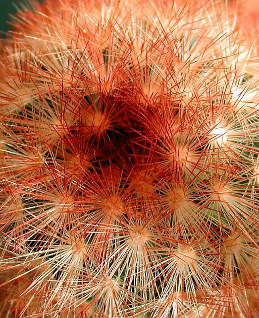 Mammillaria carmenae var. brunispina (1).jpg